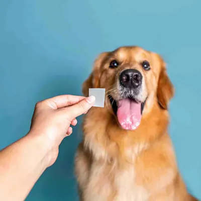 Máquina de recubrimiento de película fina oral para nutrición de mascotas